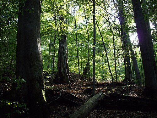 Temperate deciduous forest